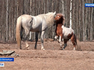 ������������� ��������� �������� ������